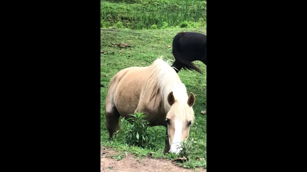 Beautiful horses grazing