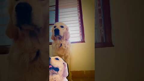 Breath in Breath Out #goldenretriever #ytshorts #shorts