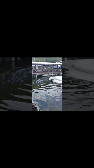 alligator looks like me trying to get on my motorcycle