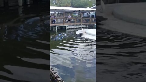 alligator looks like me trying to get on my motorcycle