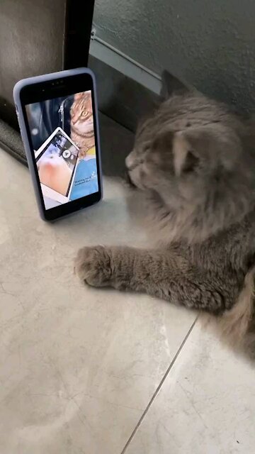 Funny cat dancing on music