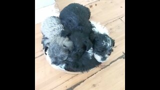 Miniature Schnauzer puppies