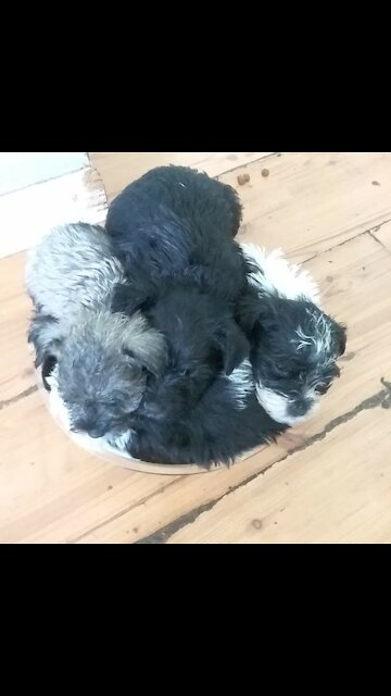 Miniature Schnauzer puppies