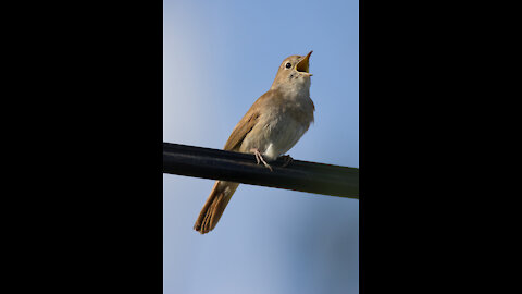 Beautiful sound of beautiful bird