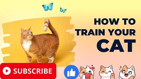 Cat Training, You Will Never Believe How Easy It Is To Train A CAT, Easiest Way Ever