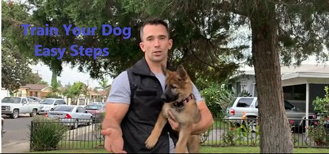 Train your Dog