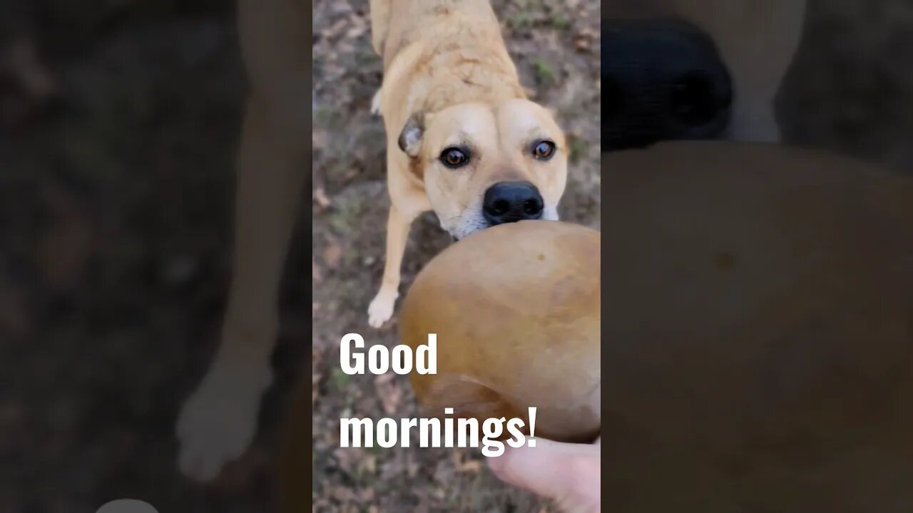 Good morning Sunday! #goodmorningsunshines #letsplay #happydog happyd