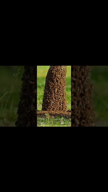 Honey bee invasion! #davinciresolve #sonya7iv