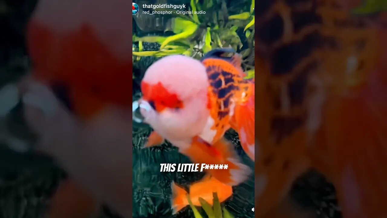 DANGEROUS GOLDFISH SPOTTED IN THE ATLANTIC OCEAN #oranda #goldfish #fishtank #funnygoldfish