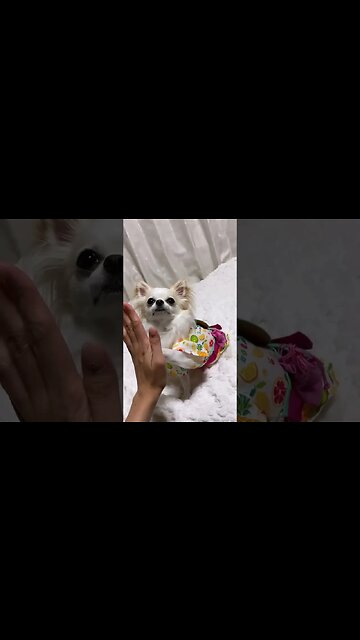 You Won't Believe What This Cute Animal Did Next!