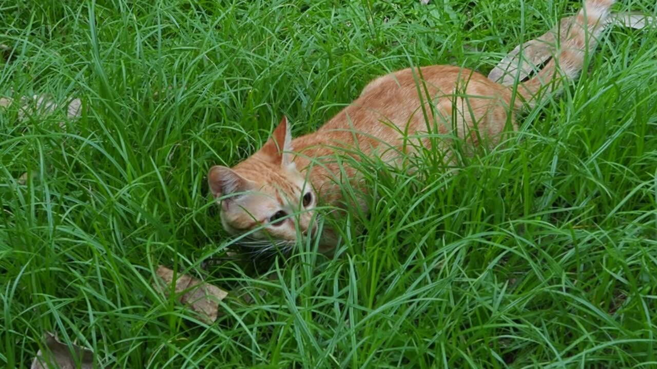 Gato na grama