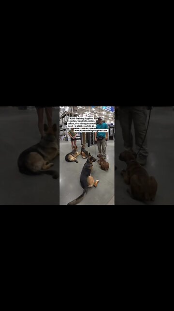 Summer Time Sadness #dog #dogtraining #dogtrainer