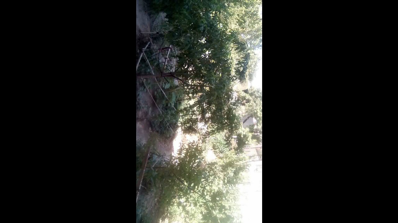 My beautiful garden. This is Beautiful