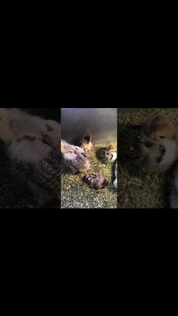 Gold sebright chicks in brooder with Wyandotte cross chicks
