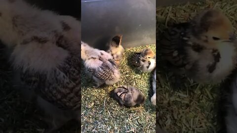 Gold sebright chicks in brooder with Wyandotte cross chicks