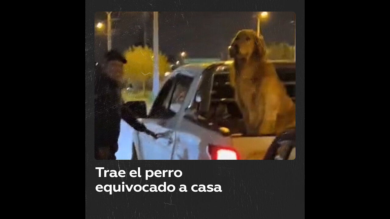 Se confunde y trae a casa otro perro parecido al suyo