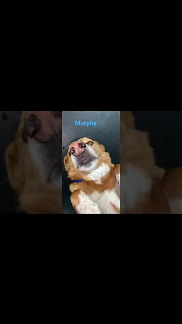 [Shorts 0060] MURPHY [#dogs #doggos #doggies #puppies #dogdaycare]