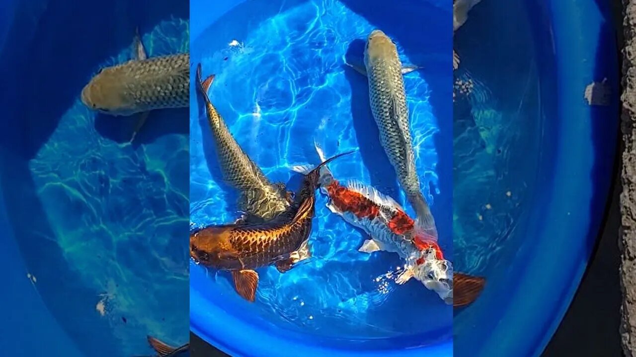 Beautiful Japanese koi fish mix #shorts