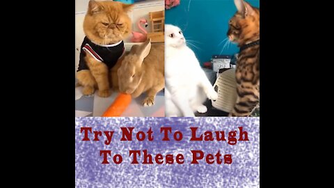 Try Not To Laugh To These Pets