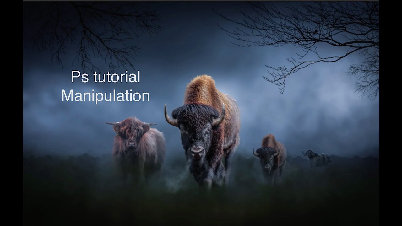 The buffalo tutorial