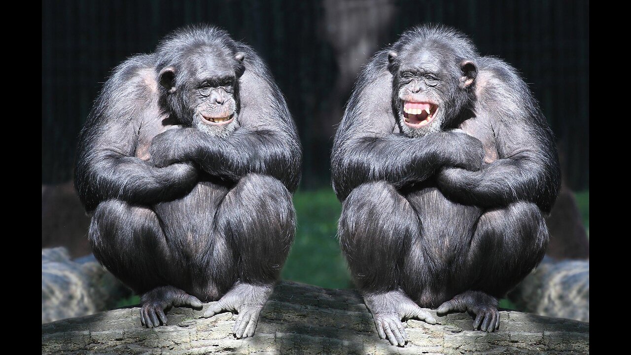 Chimpanzee Leader's Surprising Eccentrics: Surprising Discoveries from a Spy's Perspective