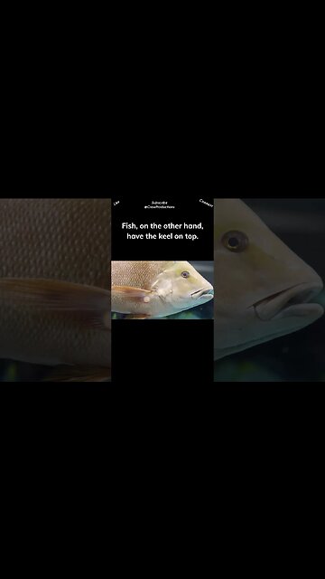 A ship has a heavy keel in the lower part to keep it from capsizing #fish #shorts