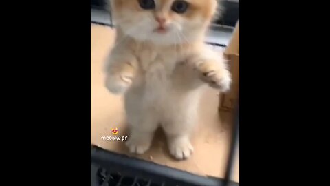 cute cat try not to laugh