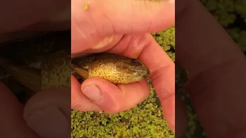 Giant bullfrog tadpole (super cute tadpole) ||releasing tadpole in duckweed pond|| #shorts