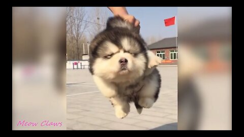 Dogs falling,cute Dogs