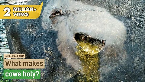 Cow Rescue Story- What makes cows holy