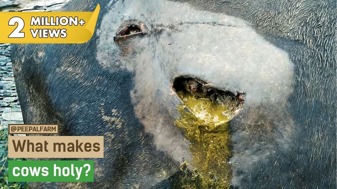 Cow Rescue Story- What makes cows holy