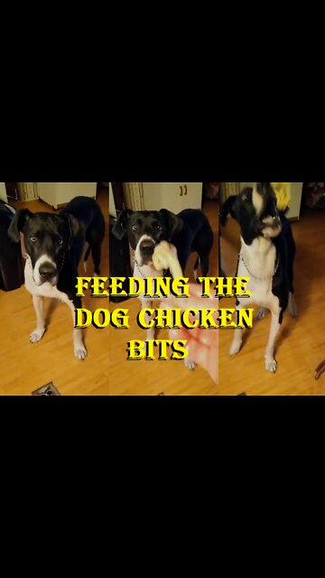 Feeding Dogs Chicken Bits. Why is it so satisfying?