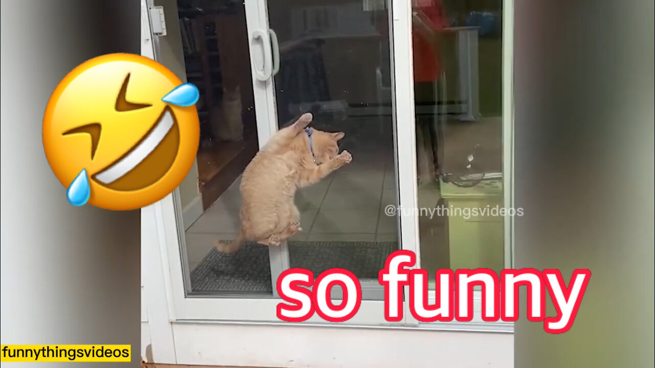 Funny Animal Videos Compilation (2022) 🐶🐱🤣🥰 #13