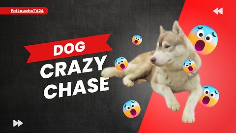 Dog Crazy Chase: Feline Fun and Frolic!