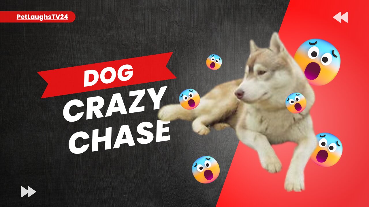 Dog Crazy Chase: Feline Fun and Frolic!