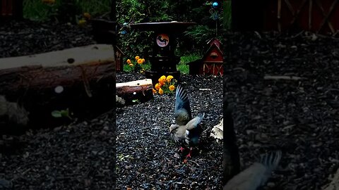 Dove Waves Hello #shorts #birds #funnyanimals