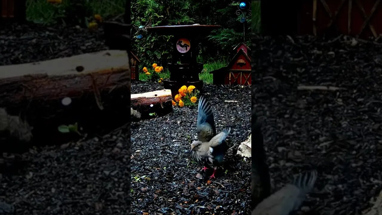 Dove Waves Hello #shorts #birds #funnyanimals