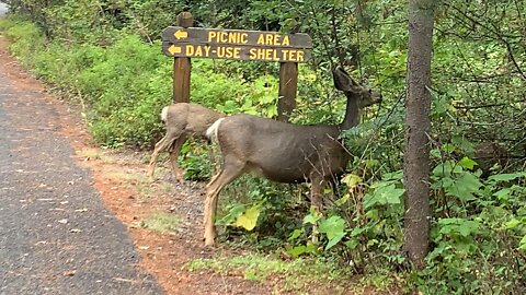 I got 4 Feet from 3 Deer!