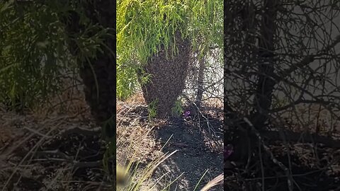 BEE 🐝 SWARM OMG #bee #savethebees #shorts