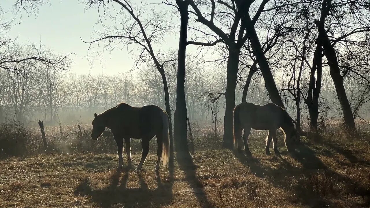 Horse Eating Breakfast In Great Texas Morning - And Few Other Random Clips Thrown In