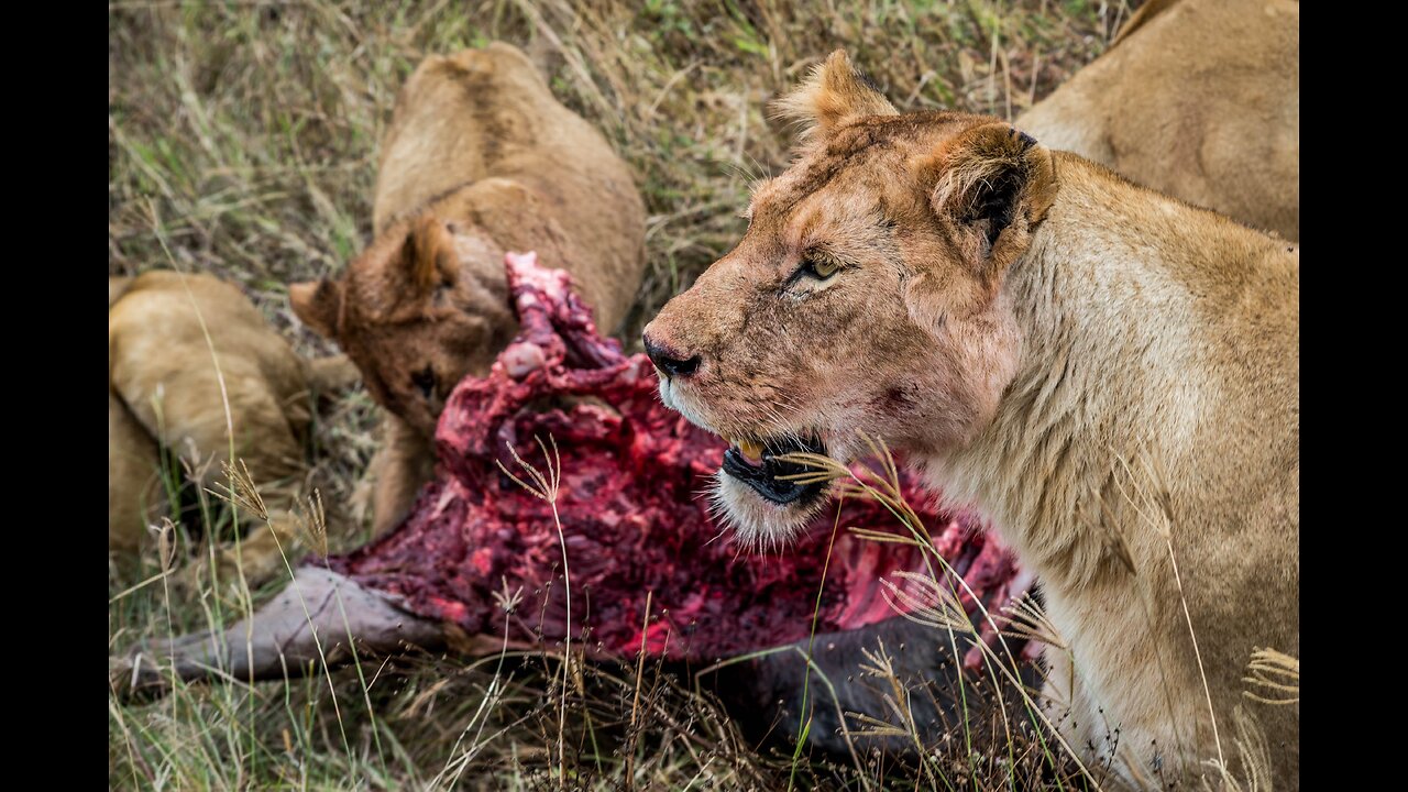 Why Lions don't attack safari vehicles