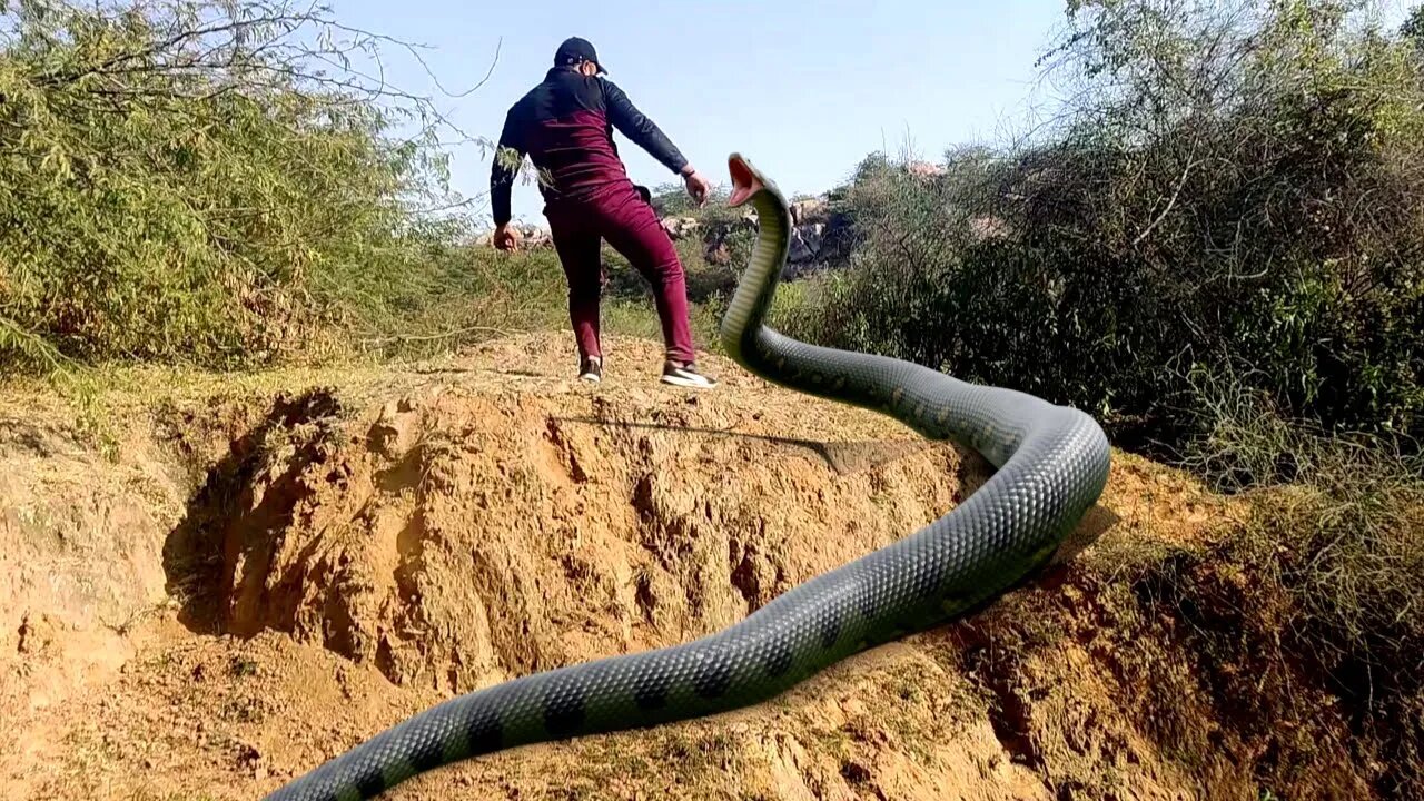 Anaconda Snake Chase In Jungle Video HD.