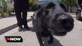 Glendale Police K9 prepares for retirement