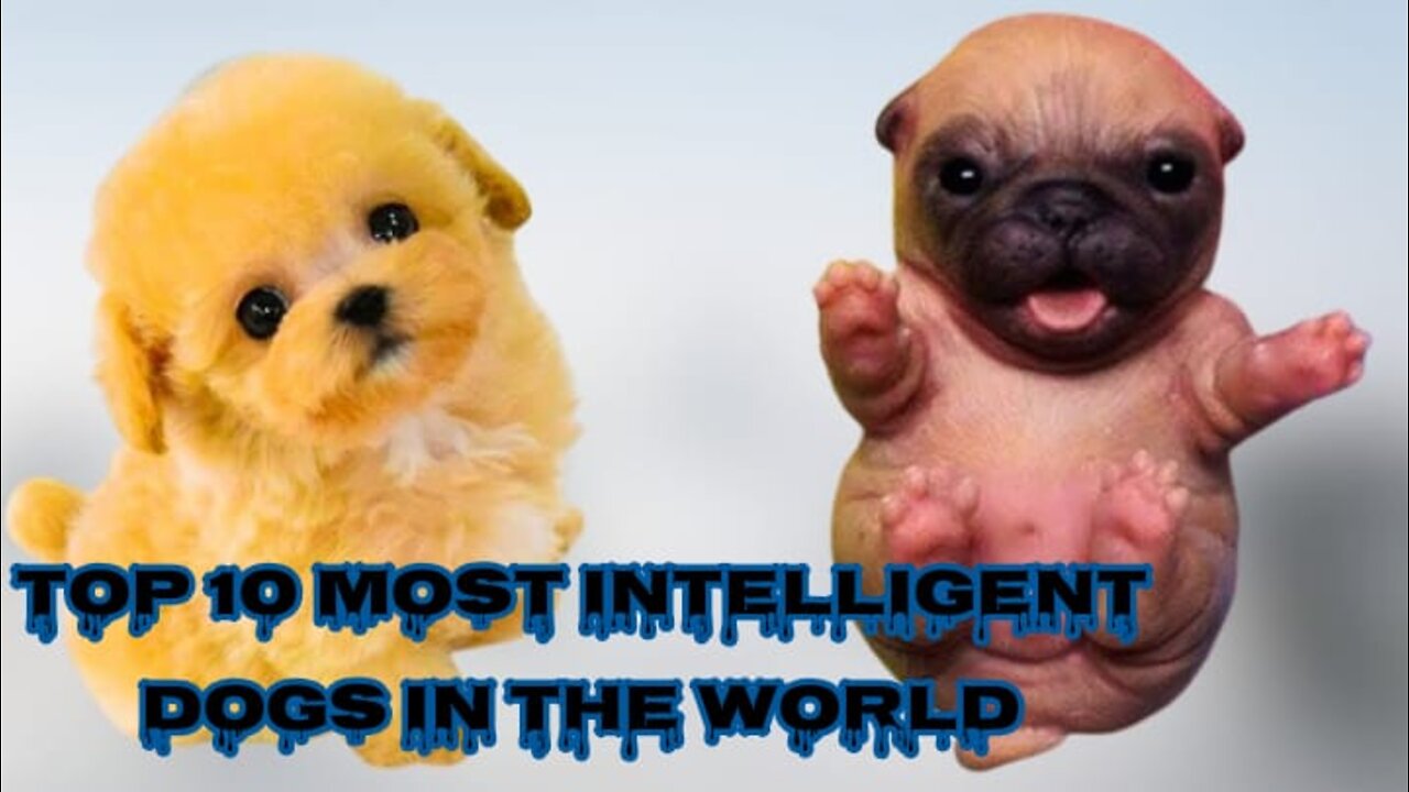 TOP 10 MOST INTELLIGENT DOGS IN THE WORLD