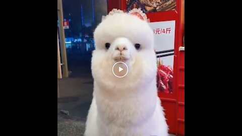 Just an Alpaca strolling in the neighborhood.