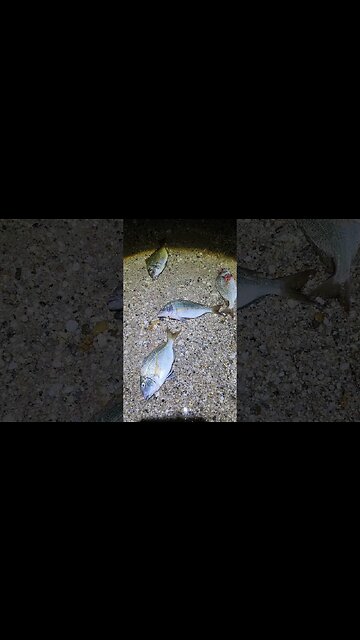 4 IN A ROW!! PORGIES