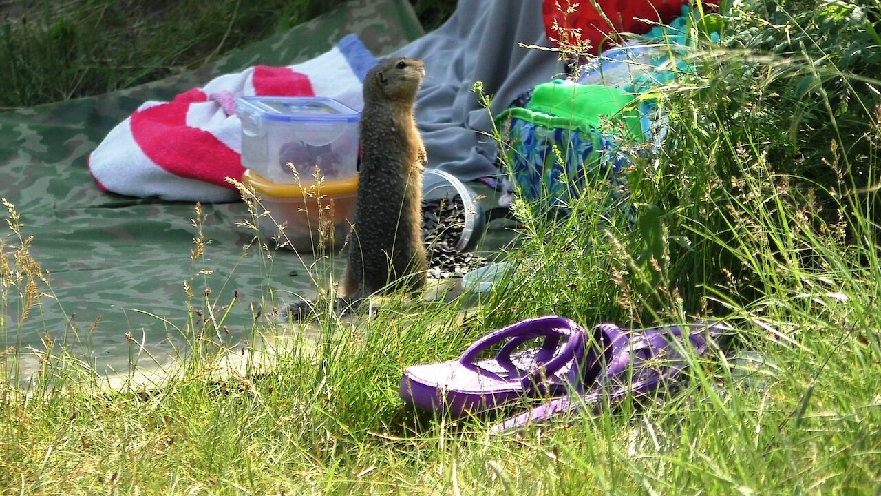 Gopher stealing sunflower seeds