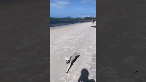 Dog Friendly Aussie Beach Nelson Bay