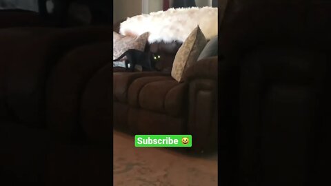Black Cat with FREAKY Glowing Eyes! 🐈‍⬛👀 #shorts #viral #tiktok #trending