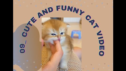 09_ Cute and Funny Cat Videos